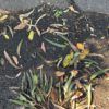 Autumn Leaves Sydney - 840 x 840mm - Image 10